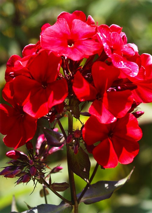 Колір - яскраво-червоні з малиновим відливом Діаметр квітки - 3,5 см Висота стебла - 60 - см Час цвітіння - липень-серпень Клас - волотистий Флокс
